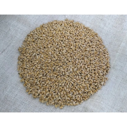 Круг із пшеничних зерен на світлому фоні - Дубравка