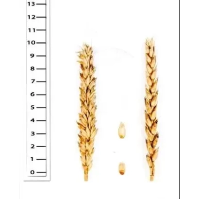 Сухие колоски пшеницы ДУПЛЕТ на белом фоне с линейкой.