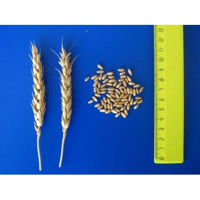 Два колоса пшеницы и зерно на синем фоне с линейкой - ДЖАНГАЛЬ