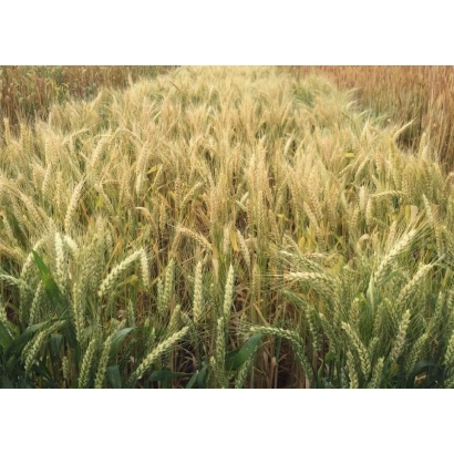 Поле пшеницы с золотистыми колосками - Ефектна