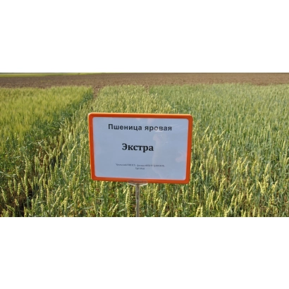 Знак с надписью 'Пшеница яровая Экстра' на фоне поля