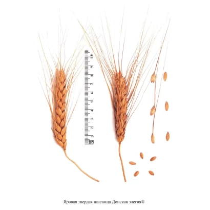 Стебли пшеницы сорта ЭЛЕГИЯ с зерном и линейкой для измерения высоты
