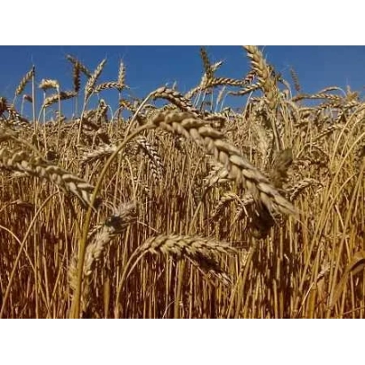 Золоте поле пшениці Елегія миронівська на фоні блакитного неба