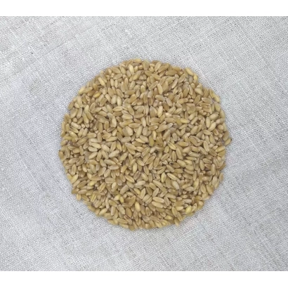 Круг із пшениці на світлому фоні - Єлісей