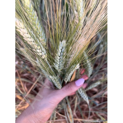 Рука держит колосья пшеницы ЭЛЛАДА на фоне поля