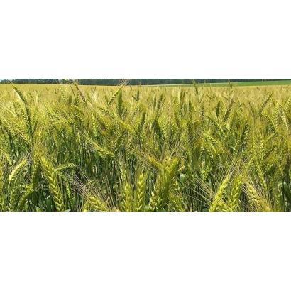 Field of Emerino wheat against a green horizon