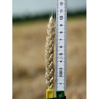 Зріла колос пшениці на тлі поля з лінійкою для вимірювання висоти - ЕН АЛЬТАЇС