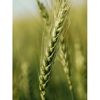 Стебли пшеницы на зелёном фоне - ЭН ЦЕФЕЙ