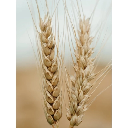 Wheat stalks on a blurred background - EN PHOTON