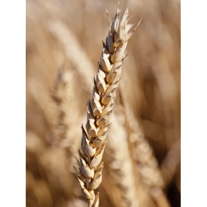 Стебли пшеницы на фоне золотого поля - ЭН ИСИДА