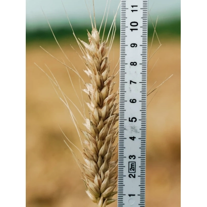 Стебли пшеницы на фоне поля с линейкой для измерения высоты - ЭН ПЕРСЕЙ