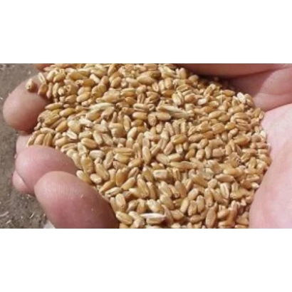 Рука тримає зерна пшениці - ЕН ТИТАН