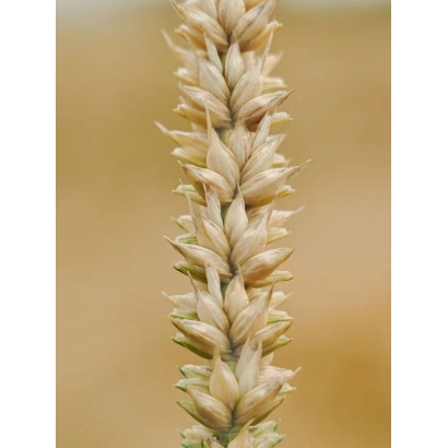 Стебель пшеницы на размытом фоне - ЭН ВОИН