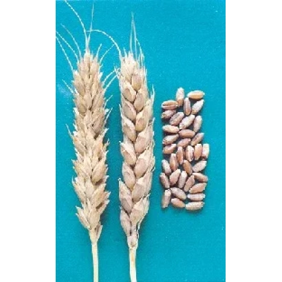 Стебли пшеницы и зерна на синем фоне - ЕРШОВСКАЯ 11