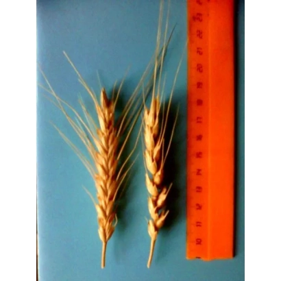 Два колоса пшеницы ЕРШОВСКАЯ 36 на синем фоне рядом с оранжевой линейкой