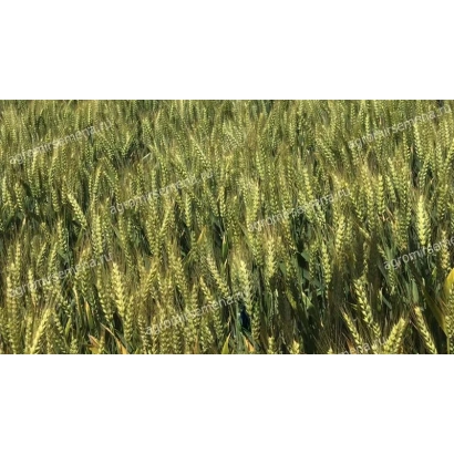 Поле пшеницы - ЕСАУЛ