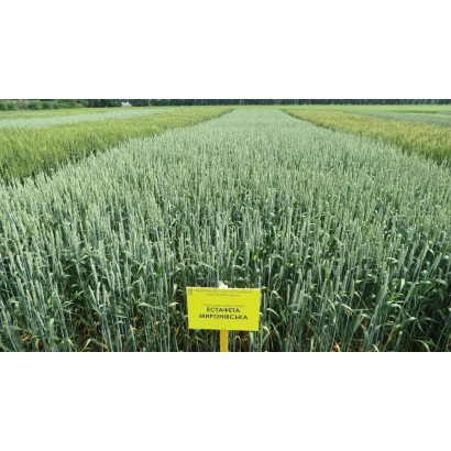Желтый знак с надписью Estafeta Myronivska на фоне поля пшеницы - Естафета миронивская