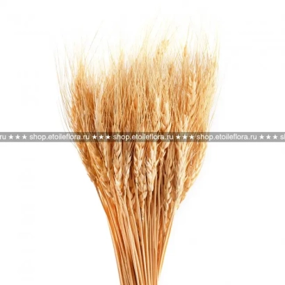 Связка пшеничных колосков на белом фоне - Етуаль