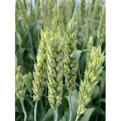 Поле з пшеницею Етюд