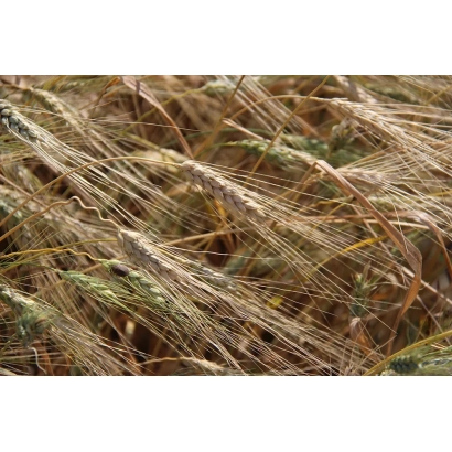 Золоті колосся пшениці на фоні поля - Євдокія