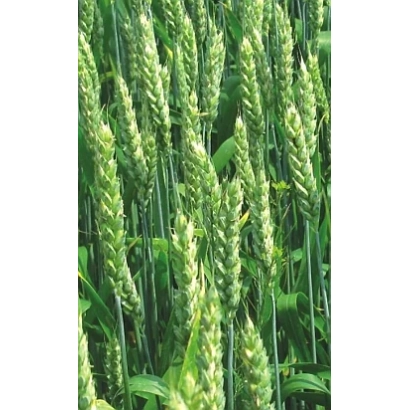 Зерно пшеницы Евелина на поле