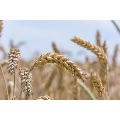 Золоті колосся пшениці на фоні блакитного неба - Європа