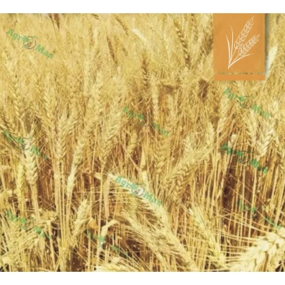 Золоте поле пшениці з логотипом Фактор одеський у кутку