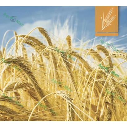 Золоті колосся пшениці на фоні блакитного неба - Фантазія одеська / Фантазія одеська