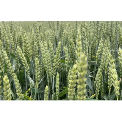 Field of FAUSTUS wheat