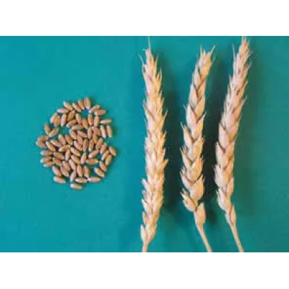 Зерно и колосья пшеницы на зелёном фоне - Фаворитка