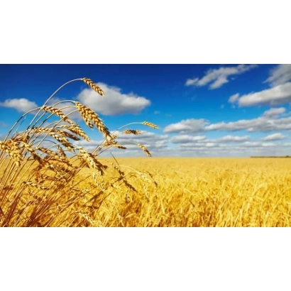 Золоте поле пшениці на фоні блакитного неба з хмарами - Федорівка / Федорівка