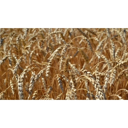 Поле пшениці Феофанія