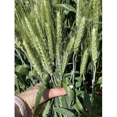 Стебла пшениці сорту ФІРУЗА 40 на тлі поля