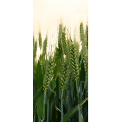 Зеленые колосья пшеницы на фоне неба - Фортеця