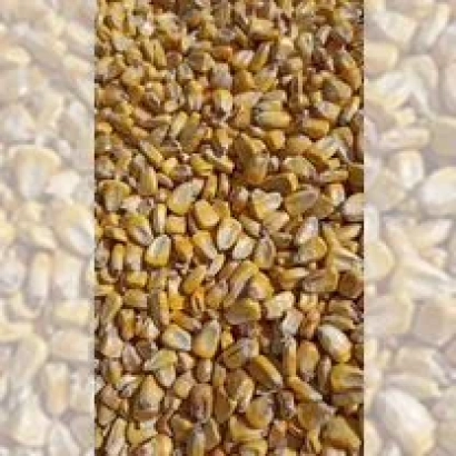 Зерно пшениці на фоні упаковки - Фокс