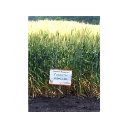 Знак з написом «Гарантія одеська» на полі пшениці