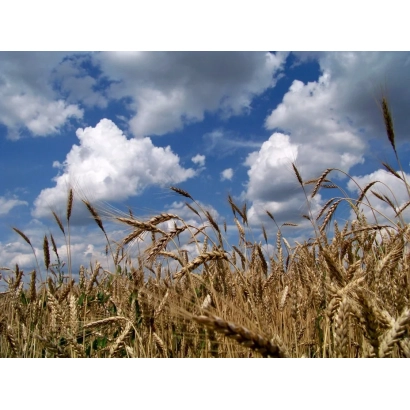 Поле пшеницы на фоне голубого неба с облаками - Гефест