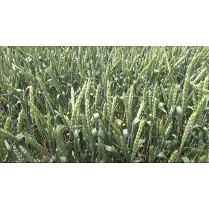 Поле пшеницы Герда