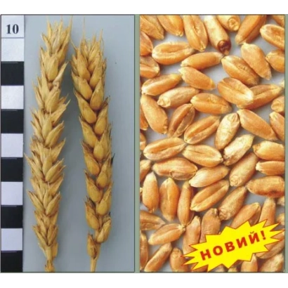 Стебли и зерна пшеницы с надписью «НОВИЙ!» - Героиня