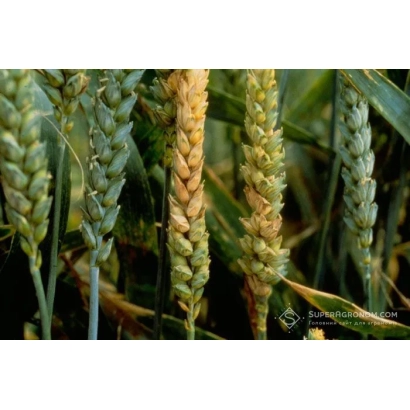 Спелые колосья пшеницы на фоне зелёных стеблей - Гетьманська