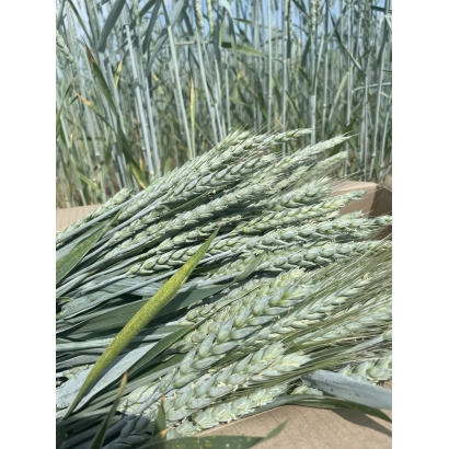 Стебли пшеницы сорта Гилея на фоне поля