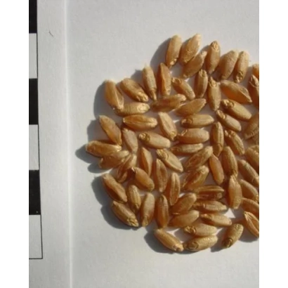 Wheat grains of the Golikivska variety on a white background with a scale ruler.