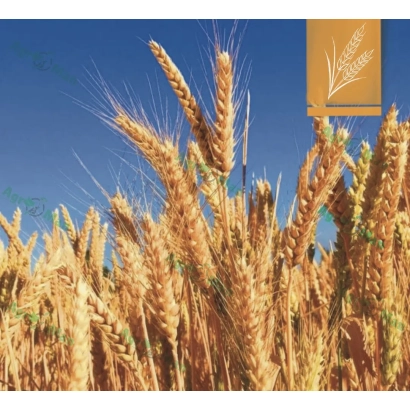 Золотые колосья пшеницы на фоне голубого неба - Господарка одеська