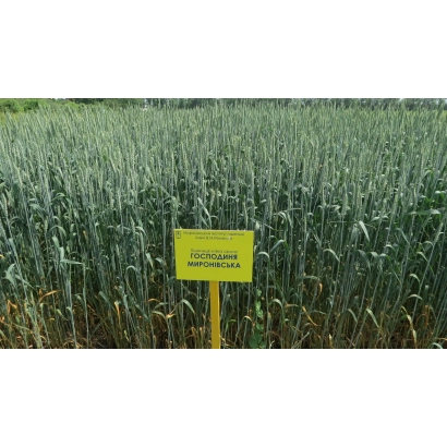 Желтый знак с надписью 'Господиня миронивская' на поле пшеницы