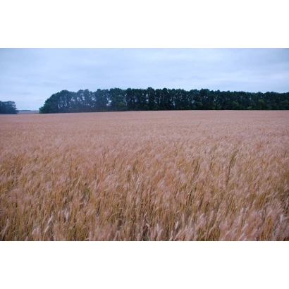 Поле пшеницы на фоне леса - Грация миронивская