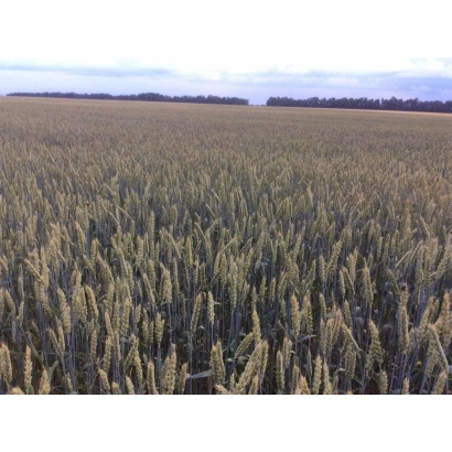 Поле пшеницы - Графиня