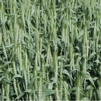 Поле пшениці сорту Гренні