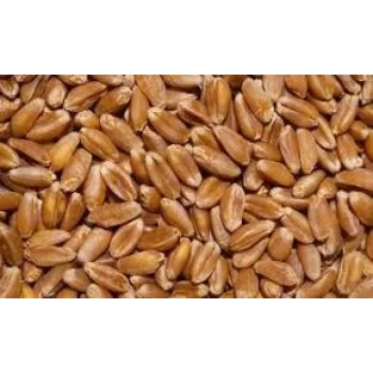 Зерно пшениці - ГРАНУС