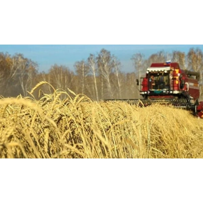 Жатковий комбайн у полі з пшеницею - ХАБАРІВЧАНКА