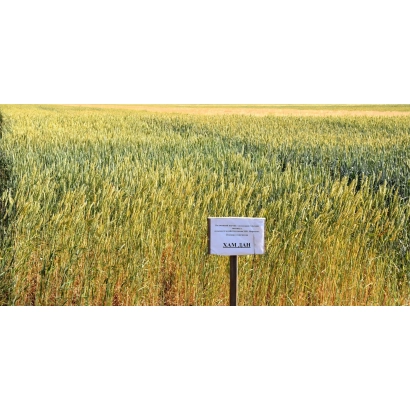 Зерно ХАМДАН на поле